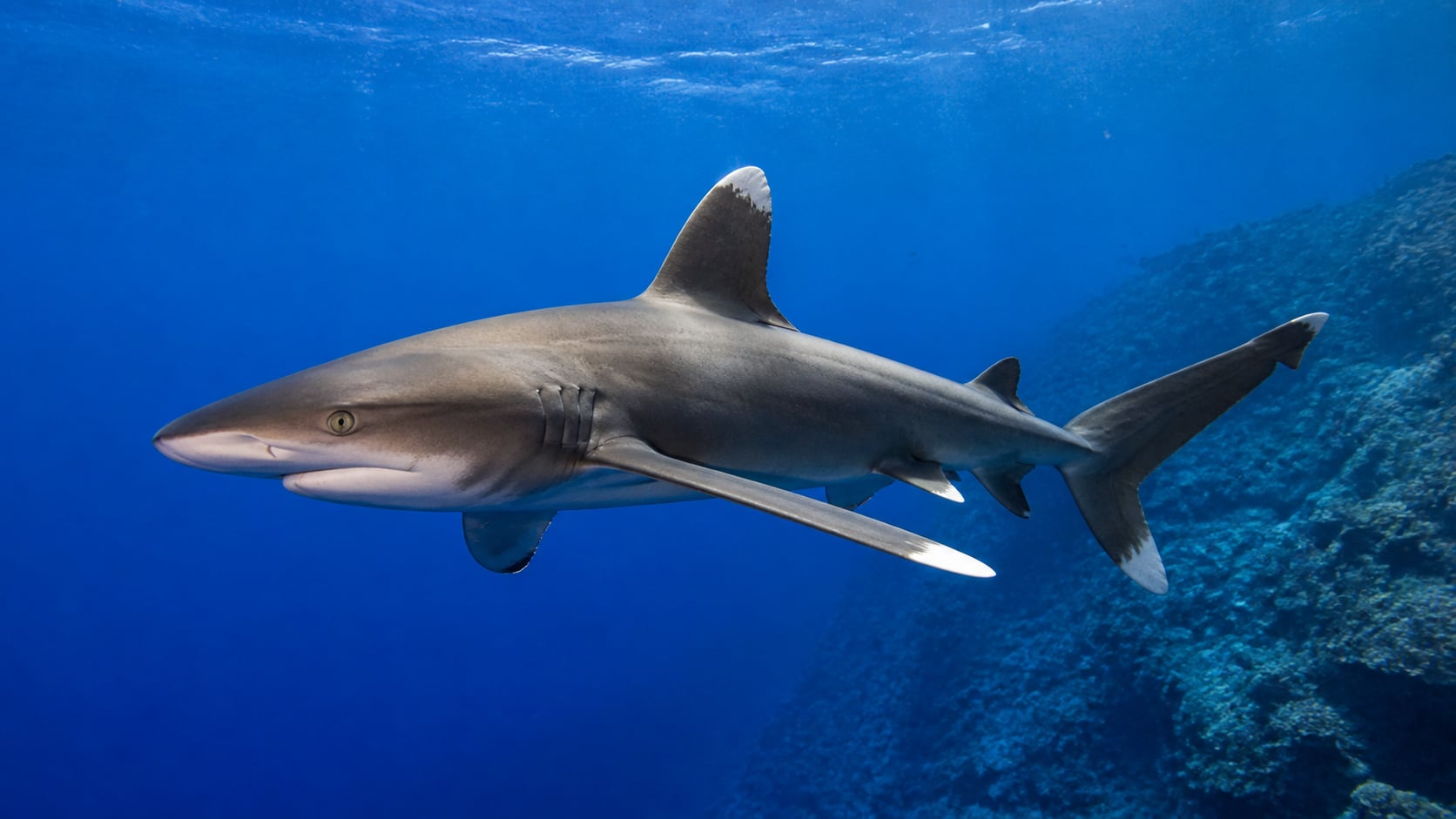 Longimanus im Roten Meer: Begegnung mit dem Ozeanhai